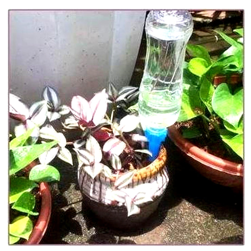 12-pack self-watering spikes for automatic drip irrigation. Keep garden, patio, and indoor plants perfectly hydrated.