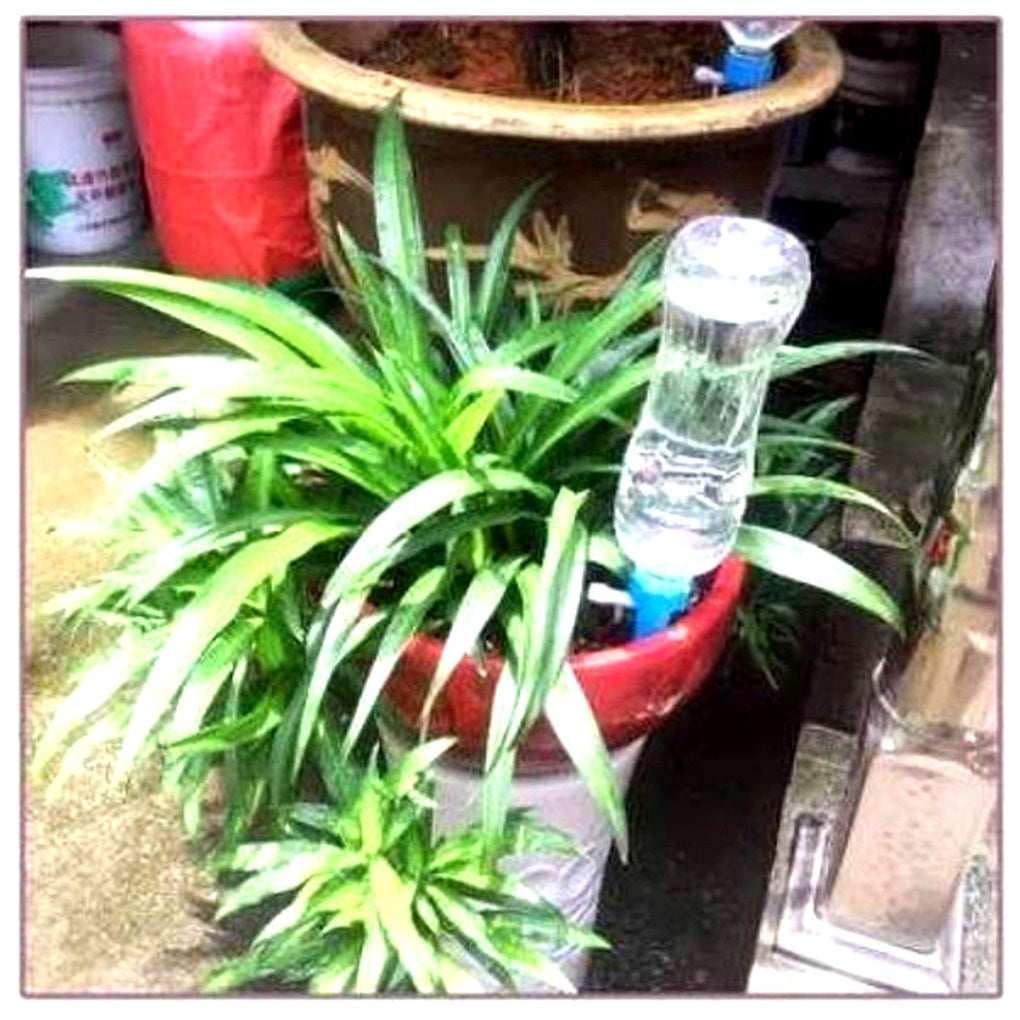Easy-to-use automatic plant watering spikes (12-pack). Ensures consistent moisture and healthy growth for all plants.