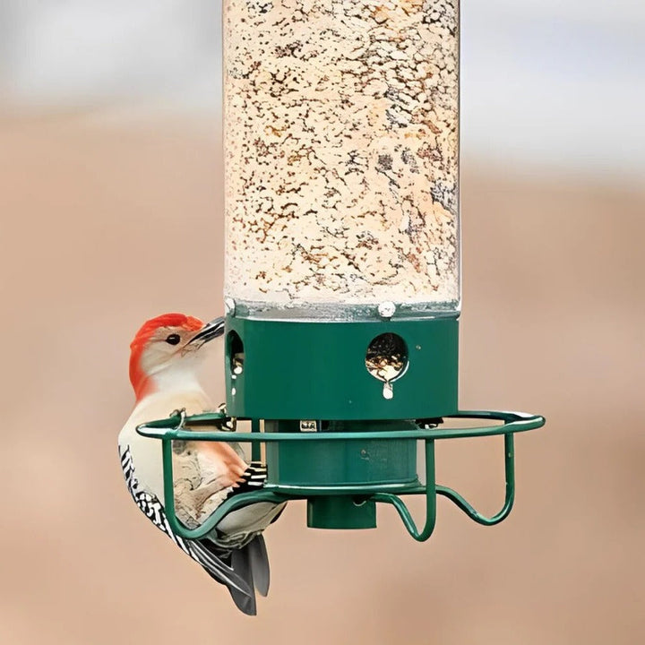 Outdoor hanging seed feeder with squirrel guard, perfect garden decor for attracting wild birds.
