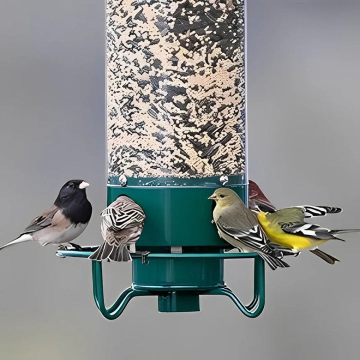 Premium outdoor bird feeder, squirrel-resistant design protects bird food, enhancing backyard wildlife.
